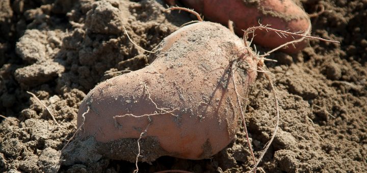 plant patate douce