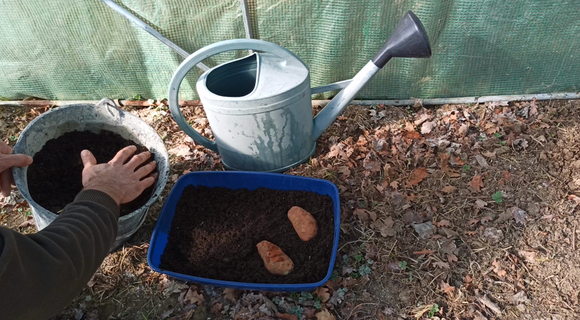 plantation patate douce