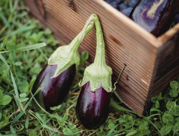 semis aubergine