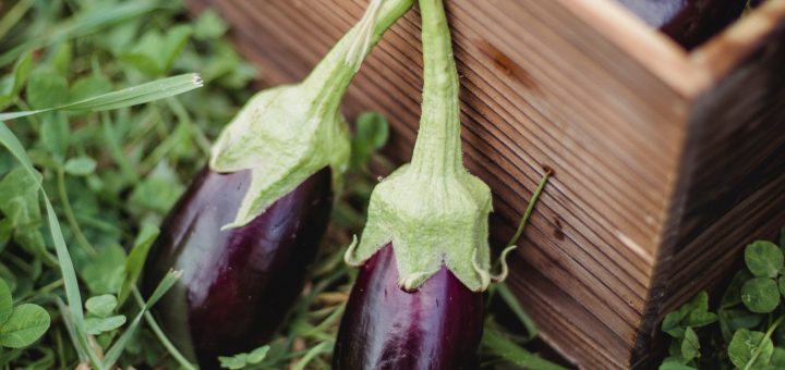 semis aubergine