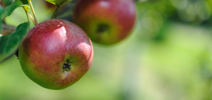 carpocapse vers de la pomme