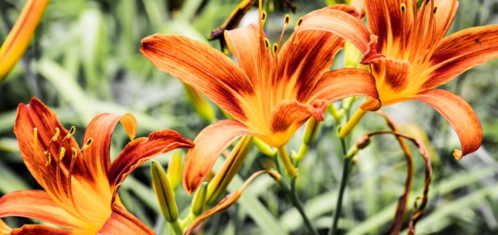 hemerocalle comestible