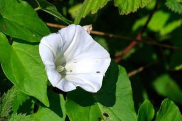 liseron plante bio indicatrice