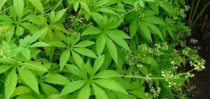 Culture de la Cyclanthère