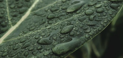 eau de pluie