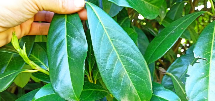 éloigner les limaces