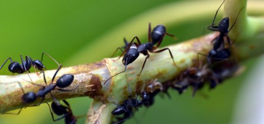 fourmis