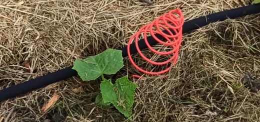 Spirale ighina Électroculture