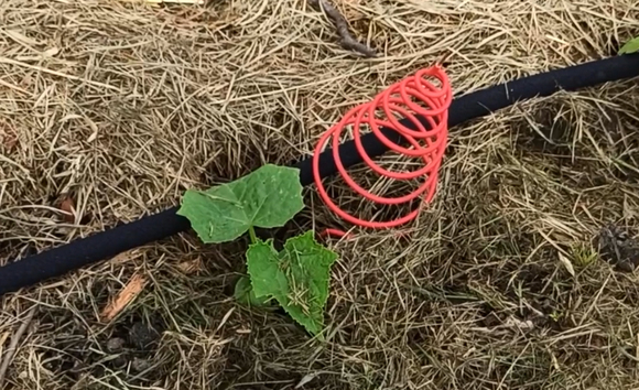 Spirale ighina Électroculture