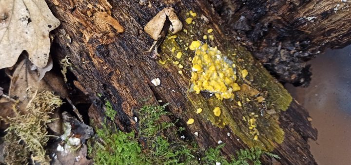 Blob - Physarum Polycephalum