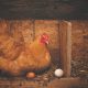 poule pond en hiver