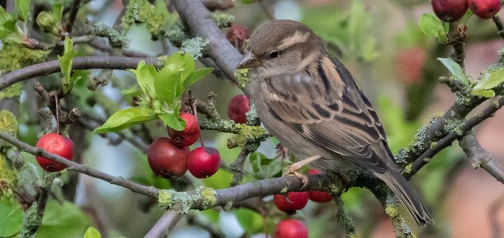 Haie brise vent permaculture