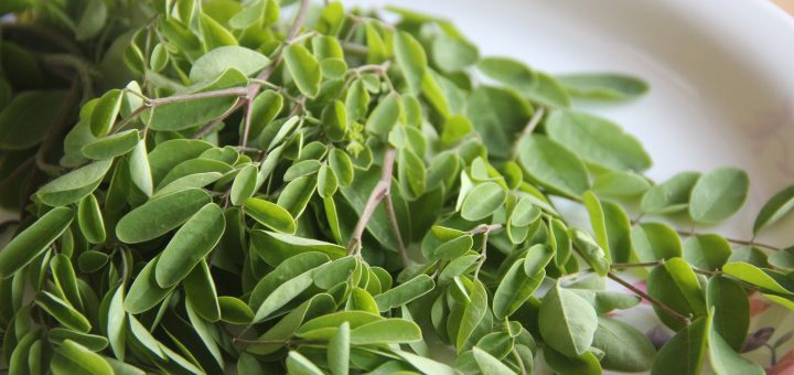 Moringa Oleifera